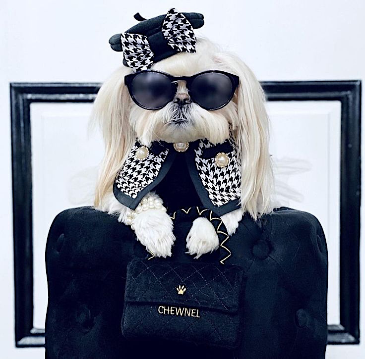 elegant suit for pets